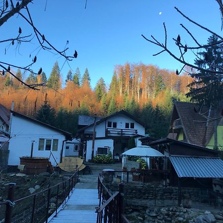 Podul De Brazi - Fir Bridge Vila Cîrţişoara Exterior foto