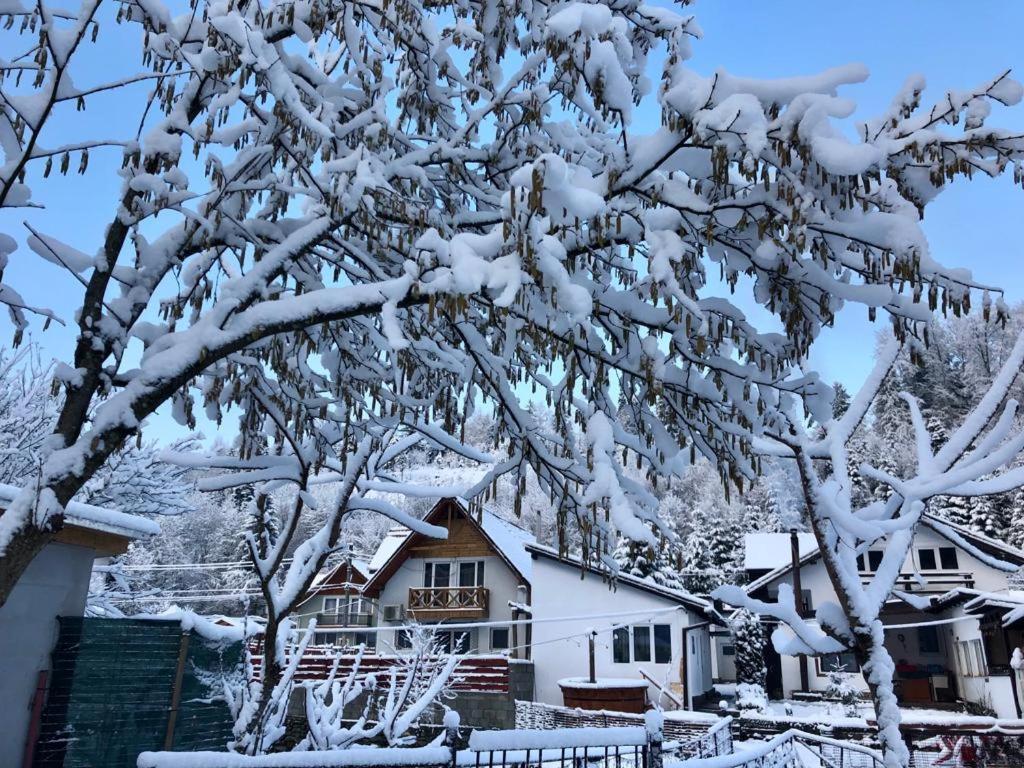 Podul De Brazi - Fir Bridge Vila Cîrţişoara Exterior foto